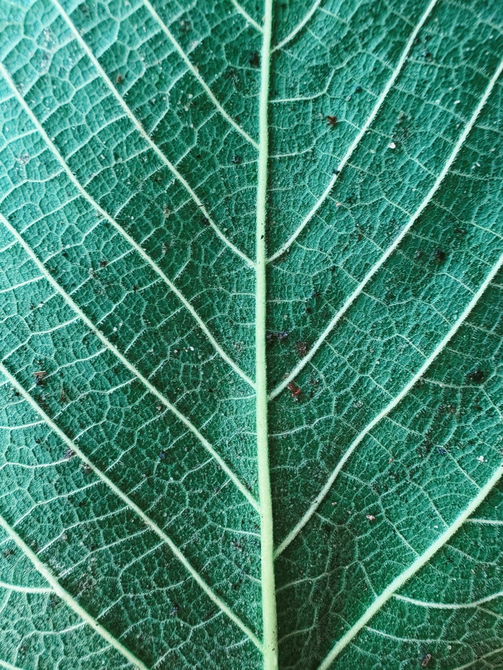 Off-Grid Life: Reclaiming Freedom Through&nbsp;Simplicity