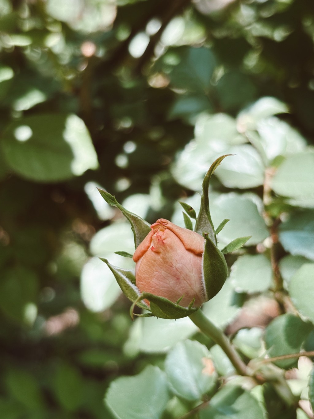 The Social Alchemy of Community: Archetypes, Questions, and the Intentional&nbsp;Path